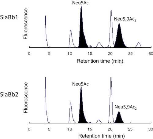 Figure 6. HPLC analysis of the released sialic acid species by the actions of SiaBb1 and SiaBb2 toward bovine submaxillary mucin.Released sialic acid species were labeled with DMB, and analyzed by HPLC using a reversed-phase column and a fluorescence spectrophotometer. Samples were detected by excitation at 373 nm and emission at 448 nm.