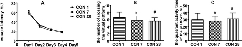 Figure 5 CON group rats: (A) Escape latency: Compared with CON1 group, ■P >0.05; Compared with CON 7, ▲P >0.05. (B) The number of platform crossing: Compared with CON1group, *P>0.05; Compared with CON7, #P>0.05. (C) Activity time in the fourth quadrant: Compared with CON1 group, *P>0.05; Compared with CON 7, #P>0.05.