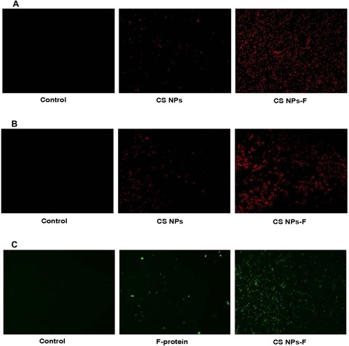 Figure 3 In vitro uptake analysis of CS NPs-F by splenocytes and PBMCs. (A) Splenocytes and (B) PBMCs were treated with either medium, RITC dye tagged CS NPs or RITC dye tagged CS NPs-F for 4 h and observed in the red channel under a fluorescent microscope (20× magnification). (C) PBMCs were treated with either medium, soluble F-protein or CS NPs-F for 4 h, immunostained with flagellin specific antibody and cells were examined in green channel under a fluorescent microscope (20× magnification).Abbreviations: PBMCs, peripheral blood mononuclear cells; RITC, rhodamine B isothiocyanate; F, flagellin; CS NPs, chitosan nanoparticles; CS NPs-F, surface F-protein coated CS NPs.