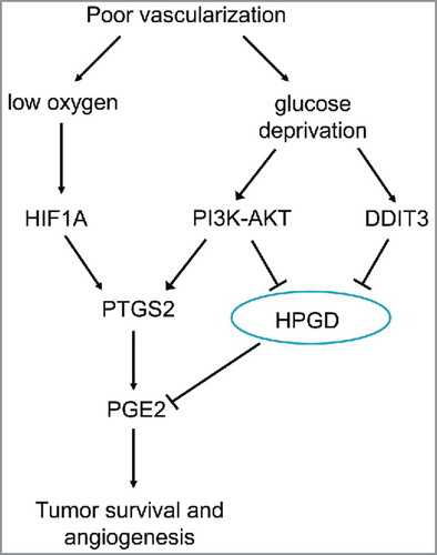 Figure 8. Regulation of tumor survival and angiogenesis via glucose and oxygen supply. Glucose deprivation increases PGE2 by upregulating PTGS2 and downregulating HPGD expression via PI3K-AKT and DDIT3-dependent mechanisms. Hypoxia increases PGE2 levels by upregulating PTGS2 expression via HIF1A). Elevated PGE2 increases survival of colon cancer cells exposed to both glucose deprivation and hypoxic conditions (adapted from ref. Citation218).