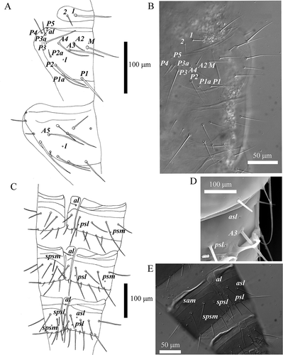 Figure 4. Acerentomon italicum Nosek, Citation1969. Tergites: pores (al = anterolateral, asl = anterosublateral, l = lateral, psl = posterosublateral, psm = posterosubmedial, sam = sternal anteromedial, spsl = sternal posterosublateral, spsm = sternal posterosubmedial), anterior (A) and posterior (P) setae are labeled. A, nota; B, chaetotaxy of larva II nota (interference contrast microscope); C, abdominal tergites V–VII; D, detail of pores on tergite VII (scanning electron microscope, SEM); E, porotaxy on abdominal segment VII (interference contrast microscope).