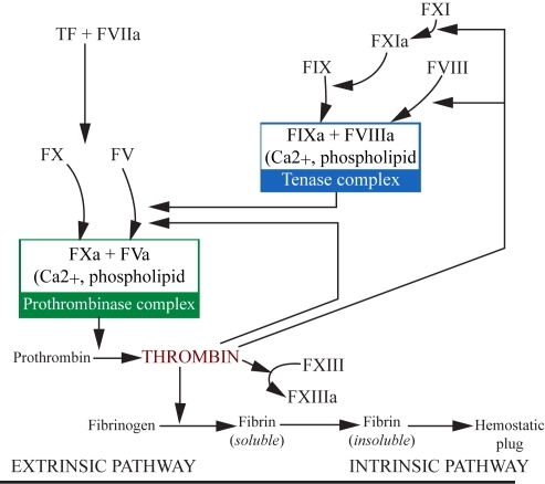 Figure 1 The coagulation cascade in atherothrombosis. Reprinted with permission from CitationArora UK, Dhir M. 2005. Direct thrombin inhibitors part 1 of 2. J Invasive Cardiol, 17:34–8. Copyright © 2005 HMP Communications.Abbreviations: F, factor; T, tissue.