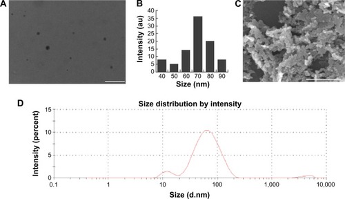 Figure 1 Characterization of ZnO NPs by TEM, SEM, and DLS.Notes: (A) A representative TEM and (B) size distribution of ZnO NPs scored on several fields of TEM images. (C) SEM 8B9 images of ZnO NPs. (D) Measurement of size distribution of ZnO NPs by DLS. Scale bars =150 μm.Abbreviations: au, absorbance units; DLS, dynamic light scattering; NPs, nanoparticles; SEM, scanning electron microscopy; TEM, transmission electron microscopy.