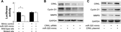Figure 4 CRKL is a direct target of miR-320 in gastric cancer cells.