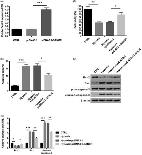 Figure 3. Overexpression of DANCR alleviated hypoxia-induced H9c2 cell injury. Specific pcDNA3.1-DANCR was transfected into H9c2 cells to up-regulate DANCR. The pcDNA3.1 was used as a blank. (A) The expression of DANCR was examined through qRT-PCR. (B) Cell activity was valued through MTT method. (C) Apoptosis was detected through flow cytometry. (D–E) Levels of apoptosis relative factors were tested through western blot analysis. CTRL, control. *p < .05, **p < .01 and ***p < .001 contrasted with indicated group.