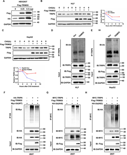 Figure 5 TRIM55 stabilizes TRIP6 protein by inhibiting K48-linked ubiquitination and inducing K63-linked ubiquitination. (A) The effects of transfection of Flag-TRIM55 with different concentrations on HA-TRIP6 (0.5μg) were detected in HEK293T cells by Western blot assay. (B and C) HLF-TRIM55 and HepG2-TRIM55 or control cells were treated with CHX (10 μM) for 0, 2, 4 and 8 h, the levels of TRIP6 were detected by Western blot assay. Quantification of the TRIP6 levels relative to GAPDH expression is shown. (D and E) HLF-TRIM55 and HepG2-TRIM55 or control cells were treated with Mg132 (20 μM) for 6 h, and the ubiquitination of TRIP6 was detected by immunoprecipitation (IP). (F) Co-IP analysis of ubiquitination of TRIP6 in 293T cells co-transfected with HA-TRIP6, Flag-TRIM55 and Myc-Ub plasmids. (G and H) Co-IP analysis of ubiquitination of TRIP6 in 293T cells co-transfected with Flag-TRIM55, Myc -TRIP6, HA-Ub-K48 or HA-Ub-K63 plasmids.