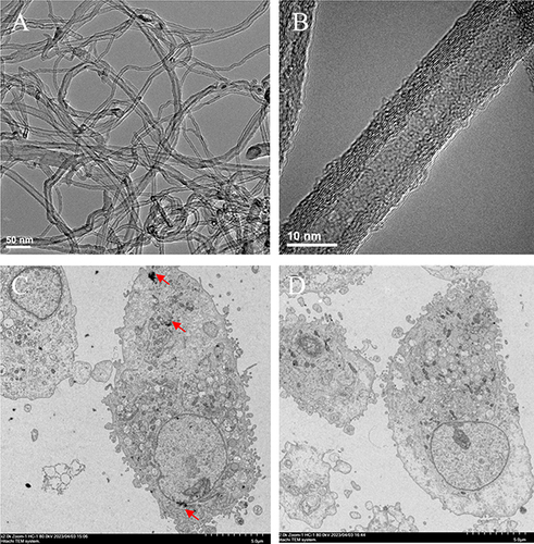 Figure 1 Transmission electron microscopy analysis. (A and B): the morphology of MWCNTs. Scale bar: 50 nm (A), 10 nm (B and C): the internalization of MWCNTs (arrow) into human retinal pigment epithelial ARPE-19 cells. Magnification, × 2000. Scale bar: 5 μm; (D), the morphology of human retinal pigment epithelial ARPE-19 cells without exposed to MWCNTs. Magnification, × 2000. Scale bar: 5 μm.
