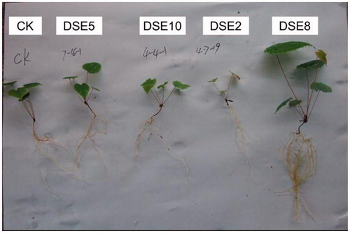 Figure 4. The growth of E. wushanense plants inoculated with different DSE strains for 90 d. CK means uninoculated control.