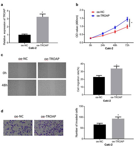 Figure 2. TROAP promotes cell viability, migration and invasion of ccRCC (a): The results of qRT-PCR detection of TROAP mRNA expression in cells after transfected with oe-TROAP; (b): The effect of overexpressed TROAP on cell viability was detected by MTT assay; (c): The effect of overexpression of TROAP on cell migration was assessed through wound healing assay (40×); (d): The effect of overexpressed TROAP on cell invasion was measured by cell invasion assay (100×); * p<0.05