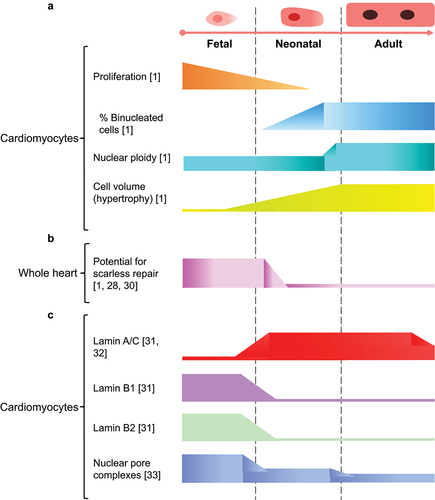 Figure 2. Cardiomyocyte maturation in rodents encompasses changes in the nuclear lamina and nuclear pore complexes (NPCs). (a) Changes during cardiomyocyte maturation include decrease in proliferative capacity, increase formation of binucleated cardiomyocytes by cytokinesis failure, increase in nuclear ploidy by karyokinesis failure, and increase in cardiomyocyte volume by cellular hypertrophy. (b) Decreased cardiomyocyte proliferation decreases the potential for scarless repair. (c) B-type Lamin mRNA and protein expression decreases, while A-type Lamin mRNA expression increases after birth and declines in cardiomyocytes in old mice. NPC numbers decrease with advancing cardiomyocyte maturation. The left black dashed vertical line marks birth and the right black dashed vertical line marks the beginning of adulthood, i.e., when heart and body size stop growing. Colored shapes represent approximations and are drawn to scale where quantitative results are available.