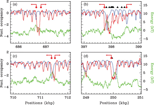 Figure 35. Nucleosome occupancy profiles observed in vivo (red) and predicted by our physical model for parameter values μ˜=−1.3 kT, δ=2 kT and l w =125 bp (blue) along fragments of S. cerevisiae chromosome 2 (a), 7 (b), 2 (c) and 6 (d). For comparison also represented are the corresponding theoretical energy landscapes (green). The symbols represent the positions of TSS (red dots) and TFS (black triangle). The arrows at TSS indicate the transcription sense.