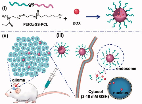 Scheme 1. Illustration of reduction-responsive shell-sheddable PEtOz-SS-PCL micelles for triggered DOX delivery in vivo. (i) The micelles are assembled from block copolymers PEtOz-SS-PCL; (ii) DOX-loaded micelles efficiently accumulate in C6 glioma tumor; (iii) DOX is quickly released into the cytoplasm triggered by reduction stimuli.