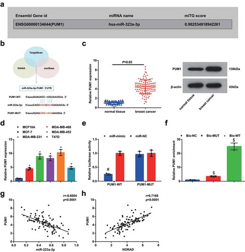 Figure 4. PUM1 is upregulated in BC and is targeted by miR-323a-3p. A&B, Targetscan (http://www.targetscan.org/) analyzed miR-323a-3p related target genes, and DIANA website (http://diana.imis.athena-innovation.gr/DianaTools/index.php?r=microT_CDS/index) screened the miTG score of the target gene was 0.98, and Starbase (http://starbase.sysu.edu.cn/) verified the binding site; C, PUM1 expression in BC tissues and adjacent normal tissues detected using RT-qPCR and Western blot (n = 108); D, PUM1 expression in BC cell lines and human mammary cell line MCF10A detected using RT-qPCR; E, targeting relationship between miR-323a-3p and PUM1 confirmed using dual luciferase reporter gene assay; F, targeting relationship between miR-323a-3p and PUM1 confirmed using RNA pull-down assay; G, correlation between expression of miR-323a-3p and PUM1; H, correlation between expression of NORAD and PUM1; repetitions = 3; the measurement data conforming to the normal distribution were expressed as mean ± standard deviation and one-way ANOVA was used for comparisons among multiple groups, followed by Tukey’s post hoc test; * P < 0.05 vs the MCF10A cell line; # P < 0.05 vs the co-transfection group of PUM1-WT and miR-NC; $ P < 0.05 vs the Bio-NC group