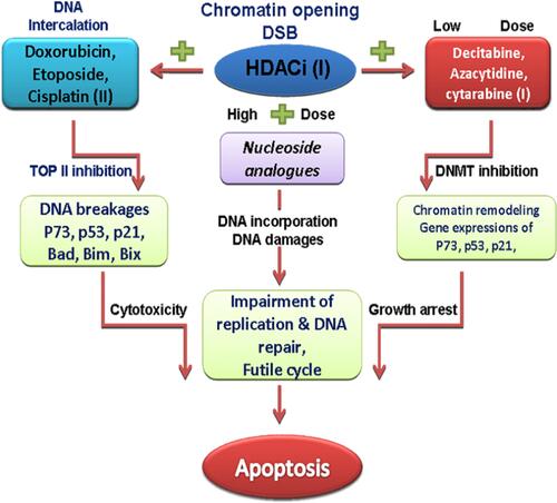 Figure 3 The sequence-specific administration of HDAC and DNMT inhibitors prior to topoisomerase II–inhibitor administration is of an utmost importance in the chemotherapy of AML. Concurrently and continuously administration of HDACi and DNMTi before chemotherapy sensitizes tumor cells to genotoxic agents, and synergistically increases expression of silenced tumor suppressors and promotes cell death and differentiation. Cisplatin, doxorubicin, etoposide are DNA-damaging agents and topoisomerase II (TOP II) inhibitors which induce DSB in the DNA of cancer cells and induce cytotoxic effects.Abbreviations: HDACi, histone deacetylase inhibitors; DNMTi, DNA methyltransferase inhibitors; DSB, DNA strand breaks.