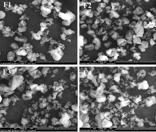 Figure 2. Scanning electron microscopy images of curcumin micelle-eudragit s-100 dry powder formulations prepared at different molar ratios of curcumin:poloxamer 407:eudragit S100.(F1) 1:0.6: 1.3; (F2) 1:0.7:1.4; (F3) 1:0.8:1.5 and (F4) 1:0.9:1.6.