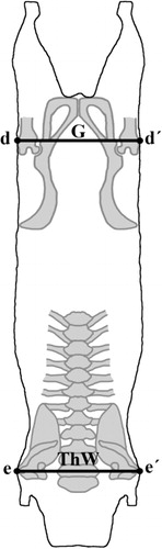 Figure 2. Guinea pig carcass measurements, schematic dorsal view: width of the buttocks (G), d–d′ distance; width of the thorax (ThW), e–e′ distance.