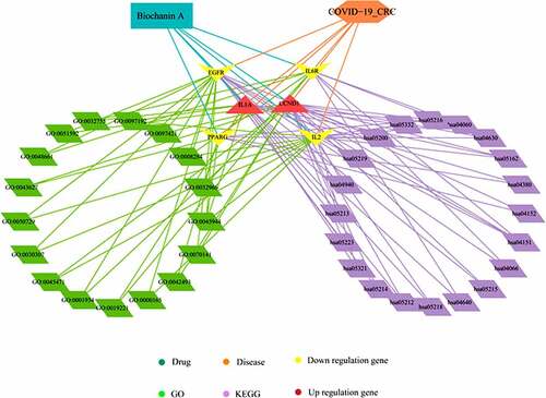 Figure 3. Biological processes and pathways mediated by biochanin A/CRC/COVID-19-associated genes. By using the Cytoscape tool, the biological processes have been highlighted in green and the pathways in purple. The brown shape represents upregulated genes and the yellow shape represents downregulated genes