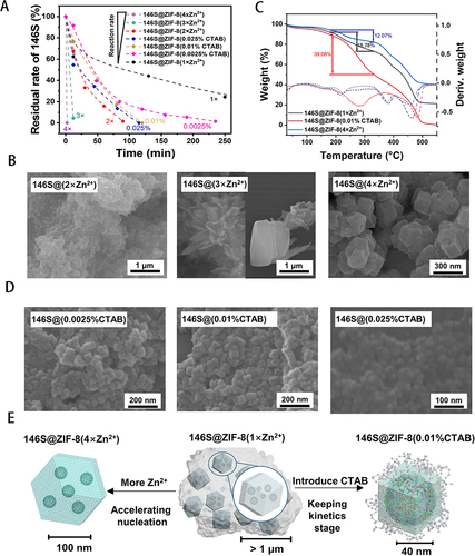 Figure 3 Optimization of the morphology of 146S@ZIF-8. (A) Encapsulation rate of 146S during the preparation of each ZIF-8 under different conditions. The complete reaction curve of 146S@ZIF-8(1×Zn2+), including the depletion process of 146S from 250 min to 10 hours (B) The SEM images of 146S@ZIF-8 synthesized by adjusting the Zn2+/2-MIM molar ratios from initial 1: 62 (1×Zn2+) to 1: 31 (2×Zn2+), 1: 21 (3×Zn2+) and 1: 16 (4×Zn2+). (C) Identification of 146S@ZIF-8 synthesized under different conditions using TGA. (D) The SEM images of 146S@ZIF-8 were synthesized by adding 0.0025% (w/v), 0.01% (w/v) or 0.025% (w/v) CTAB. (E) Schematic illustration of the structure conjecture of 146S@ZIF-8 with different sizes and morphologies. Reprinted from Wang L, Lin X, Sheng Y, et al. Synthesis of a crystalline zeolitic imidazole framework-8 nano-coating on single environment-sensitive viral particles for enhanced immune responses. Nanoscale Adv. 2023;5(5):1433–1449. Creative Commons.Citation14