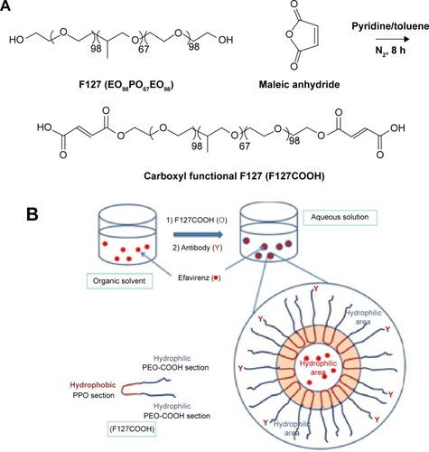 Figure 1 (A) The illustration of synthetic routine of carboxyl-functionalized triblock copolymer F127 (F127COOH). (B) The efavirenz-loaded F127COOH micelles bioconjugated with antibody.Abbreviations: EO, ethylene oxide; PEO, polyethylene oxide; PO, propylene oxide; PPO, polypropylene oxide.