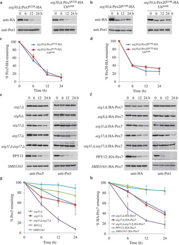 Figure 2. Pex5 and Pex7 are removed by selective autophagy. (A, B) Peroxisomes were induced by growing atg30∆ cells expressing Pex5K22R, Pex5K22R and UbK48R, Pex20K19R, or Pex20K19R and UbK48R in oleate medium. Subsequently, cells were starved for pexophagy experiments. Samples were taken at the indicated time points under starvation conditions and analyzed by immunoblots. (C, D) The degradation of Pex5 (from A) and Pex20 (from B) from triplicate biological repeats was quantified in ImageJ and expressed as the percentage of total signal at time 0 h. (E, F) Oleate-grown WT, SMD1163, atg1∆, atg8∆, atg11∆, atg17∆, atg11∆ atg17∆ cells or strains expressing HA-Pex7 were adapted to glucose medium without nitrogen (SD-N). Samples were collected at the indicated time points under starvation conditions for immunoblotting analysis. (G, H) The degradation of Pex5 (from E) and Pex7 (from F) from triplicate biological repeats was quantified using ImageJ and expressed as the percent of total signal at 0 h.