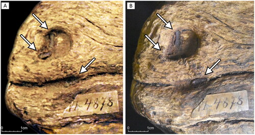 Figure 5. Dislodging of woodlice melts: (A) photograph taken in 2017, showing two melts in a large round concavity (marked with arrows); (B) photograph taken in 2019 shows only one melt in the same place (marked with the upmost arrow).