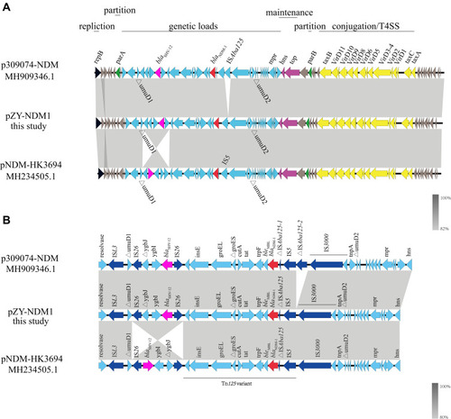 Figure 2 Schematic diagram of (A) plasmid comparison: plasmids p309074-NDM; pZY-NDM1 and pNDM-HK3694 and (B) Resistance area analysis: plasmids p309074-NDM; pZY-NDM1 and pNDM-HK3694. The open reading frames are indicated by arrows. The black, green, purple, and yellow arrows represent genes associated with replication, plasmid stability, plasmid maintenance and the type IV secretion system. The blaSHV-12 gene is shown in pink, while the blaNDM-1 gene is shown in red. The accessory modules are shown in blue. Other genes of the backbone are shown in dark gray. Homology regions among different plasmids are denoted by light gray.