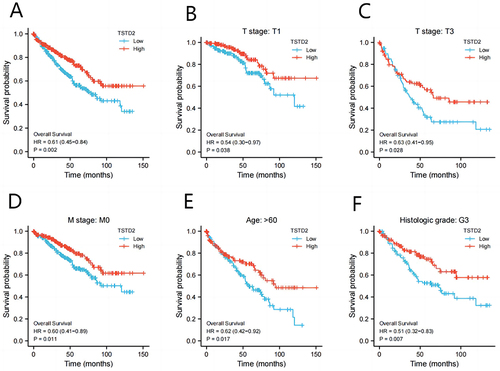 Figure 8 Low expression of TSTD2 was associated with poor OS in KIRC patients. (A) Kaplan-Meier curves in all KIRC patients, (B–F) Kaplan-Meier curves in KIRC patients with T stage: T1, T stage: T3, M stage: M0, Age: >60 and Histologic grade: G3.