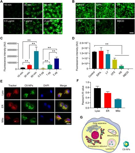 Figure 2 NPs cellular uptake and subcellular localization. (A) C6-NPs exhibited time- and dose-dependent uptake by MDCK cells. Scale bar: 50 μm. (B) Fluorescent images of endocytic uptake of C6-NPs by MDCK cells. Scale bar: 50 μm. (C) The quantitative statistical chart of fluorescence intensity in MDCK cells with different time points and doses. (D) The quantitative statistical chart of fluorescence intensity in MDCK cells with treated with different endocytic uptake inhibitors. (E) C6-NPs distributions in cells stained with the indicated organelle tracking dyes. Scale bar: 25 μm. (F) The quantitative statistical chart of Pearson value of C6-NPs distributions in cells stained with the indicated organelle tracking dyes. (G) An overview of the process of C6-NP cellular uptake. **Indicates P < 0.01.