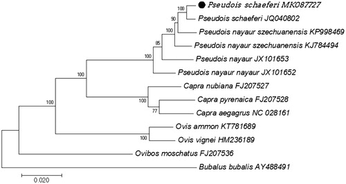 Figure 1. Maximunm likelihood (ML) phylogenetic tree of the complete mitochondrial genomes. One dwarf blue sheep, four blue sheep (Pseudois nayaur), and other six Caprinae species, using the water buffalo (Bubalus bubalis) as an outgroup. Number at each node indicates the ML bootstrap support values. The solid circle represents the sequence in this study. GenBank accession numbers are given after the species name.