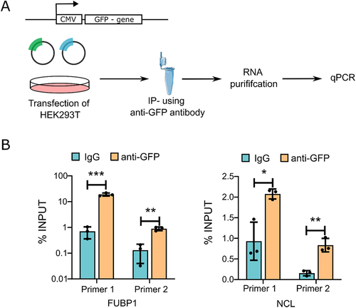 Figure 4. Validation of proteins by RNA-IP qPCR (A) schema depicting the RNA-IP experiment. (B) qRT-PCR using NEAT1 primers after performing RNA-IP from HEK293T cell lysates using anti-GFP antibody to enrich FUBP1 and NCL. IgG was used as the negative control.