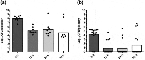 Figure 2. Colonization of bladders and kidneys mediated by UPEC-46 in a mouse model of ascending UTI. Groups of nine SPF-C57BL/6 mice were transurethrally inoculated with 1.0 x 109 CFU of UPEC-46 strain and infections followed for 6, 12, 24, or 72 h. Animals were sacrificed and the (a) bladders (n = 8) and (b) kidneys (n = 16) from eight animals were collected for bacterial counts.