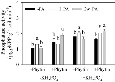 Figure 3. Phosphatase activity in the rhizosphere soil under three bacterial inoculation treatments with (+) and without (−) phytin or KH2PO4 addition. –PA, no inoculation with PA; I+PA, inoculation with PA at seedling initiation; 2w+PA, inoculation with PA two weeks after seedling emergence. Different lowercase letters indicate a significant difference (Tukey's HSD, P < 0.05) in phosphatase activity among the three inoculation forms. Bars represent means + SEs (n = 4).