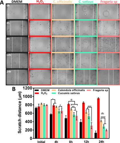 Figure 6. Scratch assay showing the wound healing behaviour of HGFs at different periods. (A) Micrographs depicting the cellular migration reached at specific culture times. The horizontal white lines highlight the width of wound reduction during cell growth with the experimental treatments. (B) Quantitative wound coverage evaluation of scratch distance analysis during 24 h of hydroglycolic treatments. The *, **, @, #, ##, ### and #### showed significant differences.