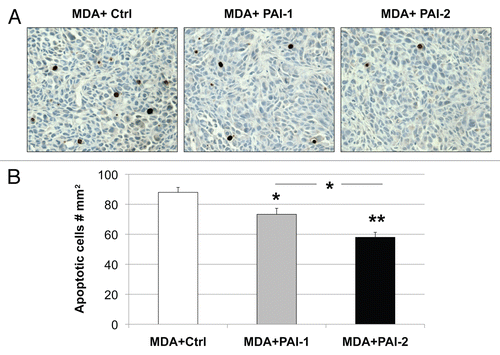 Figure 10 Overexpression of PAI-1 or PAI-2 in stromal fibroblasts reduces tumor apoptosis. Tunnel assays were performed on MDA-MB-231 tumors grown in the presence of fibroblasts (control vs. those overexpressing PAI-1 or PAI-2) and the numbers of apoptotic cells were quantitated. (A) Representative images of tunnel assay staining are shown. Images were captured at an original magnification of 40x. Slides were counterstained with hematoxylin. (B) Quantification of apoptotic tumor cell number. Note that apoptosis in MDA-MB-231 was significantly reduced when grown in presence of PAI-1- or PAI-2-overexpresing fibroblasts as compared with control fibroblasts. Results are represented as the mean ± SEM. An asterisk indicates that p ≤ 0.05 and two asterisks indicate that p ≤ 0.001. Ctrl, fibroblasts containing empty vector alone; PAI-1, fibroblasts overexpressing PAI-1; PAI-2, fibroblasts overexpressing PAI-2; MDA, MDA-MB-231 (GFP+).