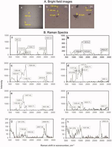 Figure 3. Optimization of conditions for plastic particle extraction. (A) Brightfield images of reference MP extracted from silver membrane filter within (a) 300 nm PS within 2 h post-deposition, (b) 300 nm PS within 2 days post-deposition; (c) LDPE within 2 days post-deposition (B) The Raman spectra of reference MP extracted from silver membrane filter within (a-b) 300 nm PS within 2 h post-deposition, (c-f) 300 nm PS within 2 days post-deposition; (g-h) LDPE within 2 days post-deposition. The Raman spectra of PS particles extracted within 2 h post-deposition and 2 days post-deposition show modifications in spectral signatures potentially due to interaction between PS and silver in the filters. The Raman spectra of LDPE particles extracted within 2 days post-deposition also show some modifications in spectral signatures. Raman spectra were acquired at 532 nm laser excitation wavelength using 10 mW laser intensity, 1200 line mm−1 grating, 100 µm slit and 300 µm hole.