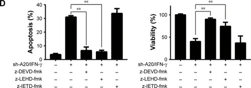 Figure 3 A20 knockdown increases the apoptosis induced by IFN-γ in HepG2 cells.