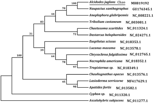 Figure 1. Phylogenetic tree showing the relationship between A. juglans and 14 other beetles based on neighbour-joining method. Ascalohybris subjacens was used as an outgroup. GeneBank accession numbers of each species were listed in the tree.