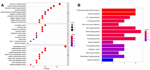 Figure 3 GO and KEGG pathway analysis. (A) GO analysis of core targets and bubble plot for top 15 biological processes, top 15 cellular components, and top 15 molecular functions. (B) KEGG pathway analysis of core targets and column plot for top 15 pathways. The size of the nodes shows counts of targets, and the gradient of color represents the different adjusted p values.