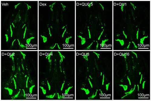 Figure 6 QU attenuated Dex-induced inhibition of skull osteoblasts differentiation in tg(sp7: egfp) larval zebrafish. Green fluorescence images of skull dorsal aspect using LSCM in tg(sp7: egfp) larval zebrafish at 9 dpf exposure to Dex (10μM) in the presence or absence of QU for 6 d.