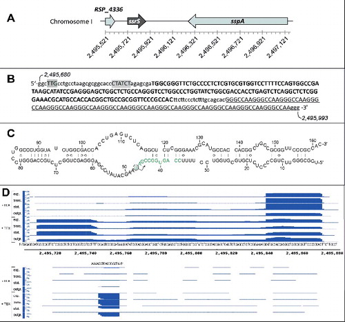 Figure 1. (A) Genomic environment of the 6S RNA locus (ssrS, RSP_7709) in R. sphaeroides 2.4.1. RSP_4336 encodes a tRNAHis and sspA (RSP_0753) a putative membrane protein involved in responses to high salt stress. At the bottom, the nucleotide numbering of R. sphaeroides 2.4.1 (NC_007493.2) chromosome 1 is given. (B) Genetic elements in the immediate vicinity of the 6S DNA (in bold capital letters); promoter elements23 are highlighted in gray, the 5′-GGGCCAA repeat region is underlined; the genomic nucleotide numbers are given for the first and last shown nucleotide. (C) Predicted secondary structure of R. sphaeroides 6S RNA; the arrow indicates the initiation site of pRNA transcription; the template region for the first 12 pRNA nucleotides is depicted in green (for more details, see text). (D) Screenshot (Integrated Genome Browser 8.1.9 software, Affymetrix) of cDNA reads representing fragments of R. sphaeroides 6S RNA (top part) as well as antisense reads (bottom part). The sequence below the top part corresponds to 6S DNA (panel C) plus 8 and 9 nucleotides up- and downstream, respectively. The genomic numbering is provided below the 6S DNA sequence. The DNA sequence stretch above the bottom panel corresponds to pRNA reads. For RNA-Seq, total RNA was extracted from microaerobically growing cells in late exponential phase (exp.) at ∼0.5 OD660, at the transition (trans.) to stationary phase (stat.) at ∼1.5 OD660, after 12 h in stationary phase (at ∼2.0 OD660) and after 20 min of outgrowth (OD660 of 0.21 at RNA extraction; see Fig. S5 for details); outgrowth was initiated by diluting cells kept for an extended period (∼60 h) in stationary phase 1:5 (from OD660 ∼1.0 to 0.2) in fresh medium (Fig. S5). RNA samples were split into 2 halves; one half was pretreated with Terminator™ 5′-Phosphate-Dependent Exonuclease (+ TEX) before cDNA library construction to degrade RNAs with 5′-monophosphates, which leads to an enrichment of primary transcripts (RNAs with 5′-triphosphates). The number of cDNA reads is given on the y-axis (1k = 1000 reads).