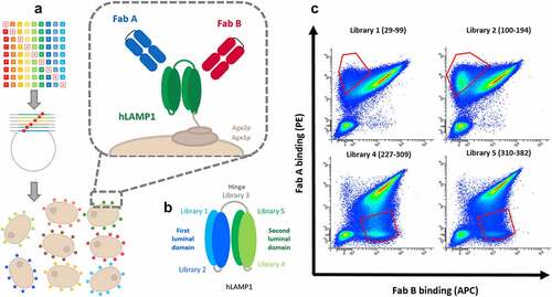 Figure 2. Deep Mutational Scanning of Fab A and Fab B binding to the extracellular domain of hLAMP-1. (a) General principle of functional screening by yeast surface display. Five DNA libraries of hLAMP-1 harboring a single mutation (each corresponding to one of the five regions encompassing the sequence of the extracellular domain of hLAMP-1) (b) were transformed into yeast using gap repair recombination. (c) Bivariate flow cytometry analysis of libraries. Cells were simultaneously incubated with Fab A and Fab B and labeled with secondary reporters before FACS analysis. Selected cells (red gates) were sorted and sequenced with Illumina Deep Sequencing.