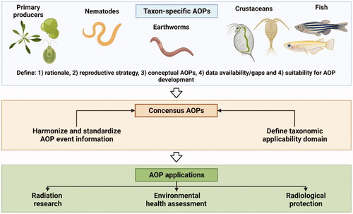 Figure 2. Workflow for integrating individual taxon- or species group-specific adverse outcome pathways (AOPs) into a consensus AOP (cAOP) and potential applications. Created with BioRender.com.