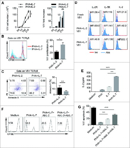 Figure 5. PHA and IL-7 show more advantage in promoting Vδ1 T cell expansion and survival than PHA and IL-2. (A) The cell numbers and fold increase of CD45+ CD3+ TCRγδ+ TCRVδ1+ cells stimulated with either PHA plus IL-2 or PHA plus IL-7 at day 0, 7, 14, and 21. Data are shown as mean ± SEM; n = 6; **, p < 0.01; ***, p < 0.001. (B) γδT cells were sorted by MACS, pre-labeled with CFSE and cultured with PHA plus IL-2 or PHA plus IL-7. (Left) Proliferation of CD45+ CD3+ TCRγδ+ TCRVδ1+ cells expanded by PHA plus IL-2 or PHA plus IL-7 was evaluated on day 14 by FCM. (Right) Bar diagram summarizes the percentages of CD3+ TCRγδ+ TCRVδ1+ CFSE- cells stimulated with PHA and IL-2 and PHA and IL-7. Data are shown as mean ± SEM; n = 6; *, p < 0.05. (C) (Left) CD45+ CD3+ TCRγδ+ TCRVδ1+ Annexin-V+ cells stimulated with PHA plus IL-2 or PHA plus IL-7 were detected on day 14 by FCM. (Right) Bar diagram summarizes the percentages of CD45+ CD3+ TCRγδ+ TCRVδ1+ Annexin V+ cells stimulated with PHA plus IL-2 and PHA plus IL-7. Data are shown as mean ± SEM; n = 6; ***, p < 0.001. (D) Expression of IL-2, IL-2R and IL-7R in fresh, and PHA plus IL-2 and PHA plus IL-7 expanded CD45+ CD3+ TCRγδ+ TCRVδ1+ cells was evaluated on day 14 by FCM. Data are representative of six independent experiments with similar results. (E) γδT cells were sorted by MACS and cultured in conditioned medium (Medium, PHA, IL-7 or PHA plus IL-7) for 14 d, and then IL-2 concentration in cultural supernatants was detected by ELISA. Data are shown as mean ± SEM; n = 6; ***, p < 0.001; ****, p < 0.0001. (F) γδT cells were sorted by MACS, labeled with CFSE and cultured in conditioned medium (Medium, PHA plus IL-7, PHA plus IL-7 and AbIL-2 or PHA plus IL-7 and AbIL-2 and AbIL-7) for 14 d, and CD45+ CD3+ TCRγδ+ TCRVδ1+ CFSE– cells were detected by FCM. Data are representative of six independent experiments with similar results. (G) γδT cells were sorted by MACS and cultured in conditioned medium (Medium, PHA plus IL-7, PHA plus IL-7 and AbIL-2 or PHA plus IL-7 and AbIL-2 and AbIL-7) for 14 d, and then PI was add to the medium for another 15 min. CD45+ CD3+ TCRγδ+ TCRVδ1+ PI+ cells were detected by FCM. Data are shown as mean ± SEM; n = 6; ***, p < 0.001; ****, p < 0.0001.