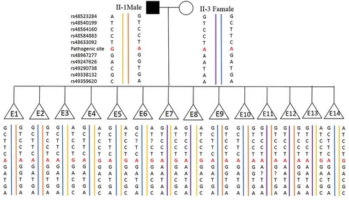 Figure 2. Haplotyping results. 60 informative polymorphic SNP markers located upstream and downstream of the pathogenic site were selected to establish the haplotype. Ten of these SNPs (rs48523284, rs48540199, rs48564160, rs48584883 and rs48633092 are located upstream of the pathogenic site; rs48967277, rs49247626, rs49290738, rs49338132 and rs49359620) are selected for this figure. Diagram showing the results of haplotype analysis of the male, female and 14 blastocysts (E1-14). E3-8 and E13-14 inherited an affected haplotype (yellow-line allele) from the male, whereas E1, E2, and E9-12 inherited a normal haplotype (orange-line allele). ‘?’ indicates ADO or LDO