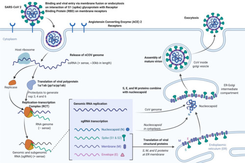 Figure 2 Pathogenesis, corona replication.