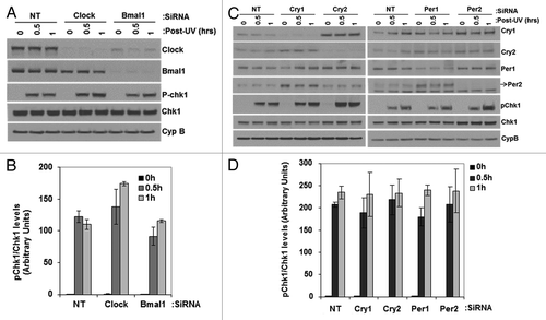 Figure 6. Effect of UV induced Chk1 activation by reduced levels of circadian clock genes in mouse cells. siRNA transfected, primary mouse skin fibroblast cells 72 h later were irradiated with 5 J/m2 UVC, allowed to grow for 0, 0.5 or 1 h and proteins lysates were prepared for immunoblot analysis. (A and C) indicated proteins were analyzed by immunoblotting with appropriate antibodies at various times after UV damage. (B and D) quantitative analysis of the immunoblots. The averages and standard deviations are from at least three independent experiments.