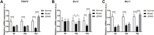 Figure 7 The JDNW formula inhibited E2F1-mediated hepatocyte apoptosis via the blocking anti-apoptotic signaling pathways in ACLF rats.