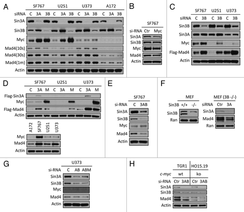 Figure 3. Sin3B, Sin3A and c-Myc influence Mad4 stability. (A) Sin3A or Sin3B expression was silenced in four GBM cell lines by siRNA and c-Myc, Mad4 and β-actin expression was determined by immunoblotting. (B) SF767 cells were transfected with siRNA to knock down c-Myc expression. After 3 d, protein expression was assessed by immunoblotting. (C) Cells were transfected with siRNA oligos (30 pmol/well in 24-well plates) to knock down expression of Sin3B. After 2 d, cells were transfected with Flag-Mad4 plasmids at 2 μg per well. After 24 h, cells were assessed by immunoblotting. (D) Upper panel: SF767, U251 or U373 cells were transfected with 4 μg of Flag-Sin3A or c-Myc plasmid and 2 μg of Flag-Mad4 plasmid. After 48 h, the cell lysates were assessed by immunoblotting. Lower panel: Cells from four cell lines were lysed and assessed by immunoblotting as indicated. (E) SF676 cells were transfected with siRNA to knock down Sin3A and Sin3B expression and protein expression was assessed as indicated. (F) Left, expression of Sin3B in Sin3B wild-type or knockout MEFs; right, Sin3B wild-type or knockout MEFs were transfected with siRNA to deplete Sin3A expression and Mad4 expression was measured by immunoblotting. (G) U373 cells were transfected with siRNA to knockdown expression of Sin3A and Sin3B (AB) or Sin3A, Sin3B and c-Myc (ABM) (20 pmol each in 24-well plates) and protein expression level was determined as indicated. (H) TGR1 (c-Myc+/+) or HO15.19 (c-Myc−/−) cells were transfected with siRNA to silence expression of both Sin3A and Sin3B and the expression of Mad4 protein was assessed by immunoblotting.
