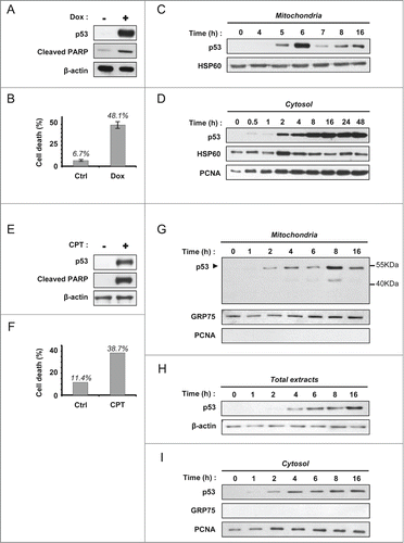 Figure 1. Decrease of mitochondrial p53 during the late apoptosis of HCT-116 cells treated with DOX or CPT. (A) Western blot analysis of p53 induction and PARP cleavage in HCT-116 cells, treated or not for 24 hours with 1 µM Doxorubicin. (B) Cell viability of HCT-116 cells treated (Dox) or not (Ctrl) as in (A) was assessed by flow cytometry (LDS751/PI co-labeling). (C) Kinetic of mitochondrial p53 level in HCT-116 cells. Mitochondrial fractions were isolated after treatment with 1 µM doxorubicin during 0, 4, 5, 6, 7, 8 and 16 hours. HSP60 was used as a loading control. (D) Kinetic of cytosolic accumulation of p53 in HCT-116 cells. Cytosolic fractions were isolated after incubation for different periods of time with 1 µM doxorubicin as indicated in the figure. HSP60 and PCNA were used as loading controls. (E) Western blot analysis of p53 induction and PARP cleavage in HCT-116 cells, treated or not for 24 hours with 1 µM camptothecin. (F) Viability of untreated HCT-116 cells (Ctrl) or cells treated for 24 hours with 1 µM camptothecin (CPT) was assessed by flow cytometry with LDS751/PI co-labeling. (G–I), HCT-116 cells were incubated with 1 µM camptothecin. Mitochondrial fractions (G), total extracts (H) and cytosolic fractions (I) were prepared at the indicated times. Western blot analysis was performed using DO-1 anti-p53 antibody. Purity of the fractions and loading controls were established by detection of GRP75, PCNA and β-actin.