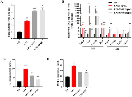 Figure 3. The H2S donors modulate the macrophage phenotypic in LPS-treated RAW264.7 cells. (A) The effect of H2S on macrophage phagocytosis function under LPS stimulation. (B) The macrophage phenotype changes of pro-inflammatory M1 and anti-proinflammatory M2 in mRNA level. The expression of IL-6 (C) and TNF-α (D) in cultured macrophages supernatant was measured by ELISA. Data are represented as Mean ± SD. All experiments were repeated triplicate. *p < 0.05, **p < 0.01, ***p < 0.001 vs. M0; #p < 0.05, ##p < 0.01, ###p < 0.001 vs. LPS.